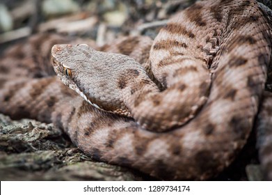 viper close-up, the viper hides, the viper is ready to attack, viper goes hunting