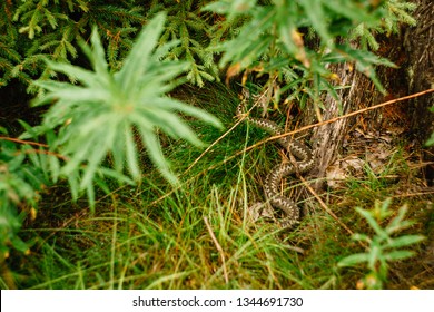 Viper common, common European viper or common viper, is an extremely common type of poisonous viper.