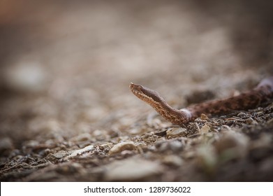 viper crawls in the woods, viper ready to hit, viper sniffs the air, viper goes hunting