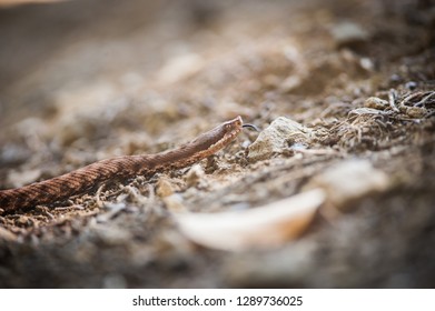 viper crawls in the woods, viper ready to hit, viper sniffs the air, viper goes hunting