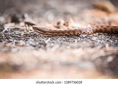 viper crawls in the woods, viper ready to hit, viper sniffs the air, viper goes hunting