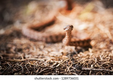 viper crawls in the woods, viper ready to hit, viper sniffs the air, viper goes hunting, vipera comune