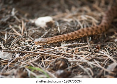 viper crawls in the woods, viper ready to hit, viper sniffs the air, viper goes hunting, vipera comune