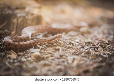 viper crawls in the woods, viper ready to hit, viper sniffs the air, viper goes hunting, vipera comune