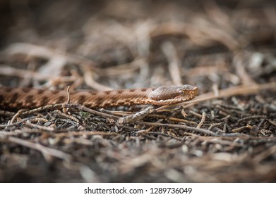 viper crawls in the woods, viper ready to hit, viper sniffs the air, viper goes hunting