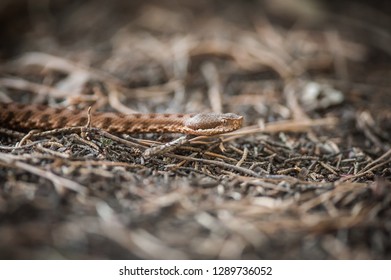 viper crawls in the woods, viper ready to hit, viper sniffs the air, viper goes hunting
