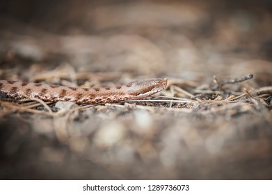 viper crawls in the woods, viper ready to hit, viper sniffs the air, viper goes hunting, vipera comune, vipera aspis