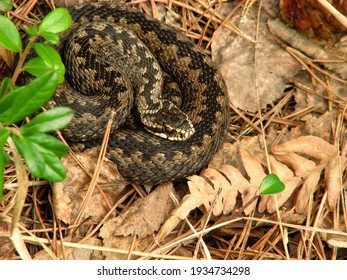 Viper In Forest In Spring. Side View On Sides Of Snake Are Characteristic Zigzag Stripes. Snake Is Coiled, Basking In The Sun. Scientific Name - Vipera Berus.