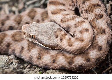 the viper hides, the viper is ready to attack, the viper is ready, viper goes hunting