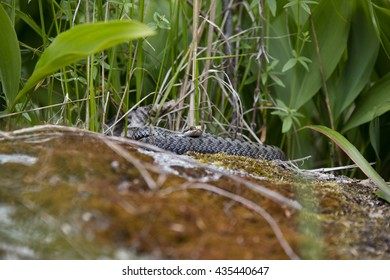 The Viper Lying On Top Of A Stone In Finland. Focus Location In The Middle Of The Image. Front And Rear Of The Image Out Of Focus.