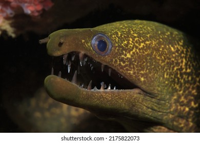 Viper Moray Cleaner Fish Stock Photo 2175822073 | Shutterstock