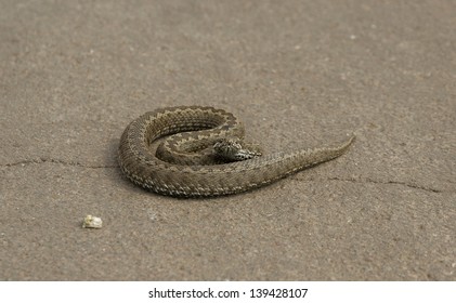 Viper on a road - Shutterstock ID 139428107