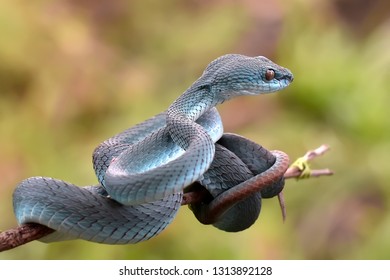 viper is relaxing