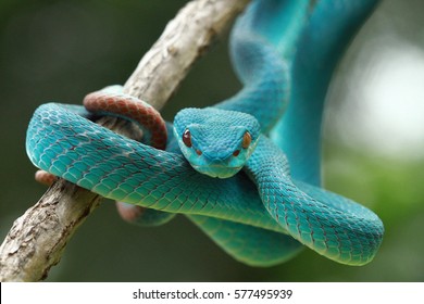 viper snake