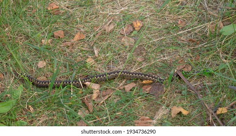 Viper. Snake Crawls, Crossing My Path Scientific Name - Vipera Berus. On Sides Of Snake Are Characteristic Zigzag Stripes Size Of Snake Is Clearly Visible - Specimen Is Quite Large