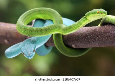 Viper Snake Family, Viperidae Family, High Venomous Snake, Beautifull Animal