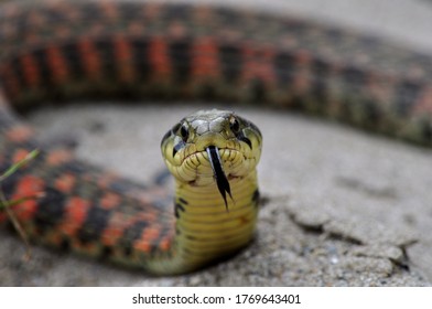 Viper Snake That Sticks Its Tongue Out