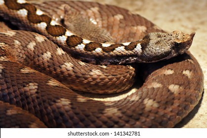 Vipera Ammodytes From Croatia