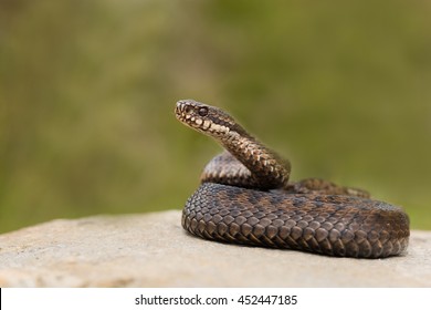 Vipera berus