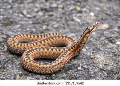 Vipera berus, the common European adder or common European viper, is a venomous snake that is widely widespread. Common crossed viper in natural habitat. Close-up picture.