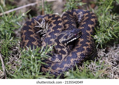 2,714 European Adder Images, Stock Photos & Vectors | Shutterstock