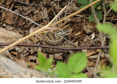 Vipera Berus (Common European Adder)