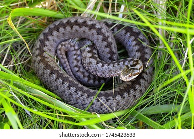 Vipera berus, also known as the common European viper, is a venomous snake that is extremely widespread and can be found throughout most of Western Europe and as far as East Asia. - Shutterstock ID 1745423633