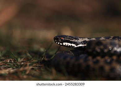 Vipera berus, also known as the common European adder and the common European viper, is a species of venomous snake in the family Viperidae.
