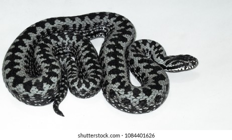 Vipera Berus Male