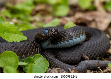 Vipera Berus Nikolskii Venomous Viper Species Stock Photo 1030996246 ...