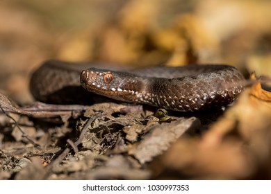 Vipera Berus Nikolskii Venomous Viper Species Stock Photo 1030997353 ...