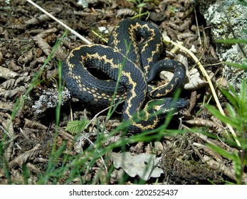 Vipera Kaznakovi Is A Species Of Venomous Snake In The Subfamily Viperinae Of The Family Viperidae.