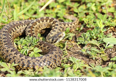 Vipera ursinii rakosiensis in situ