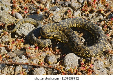 Viperine Snake (Natrix Maura) In Spain.