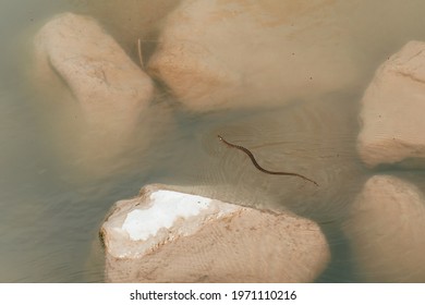 Viperine Snake Swimming In The Middle Of Pond