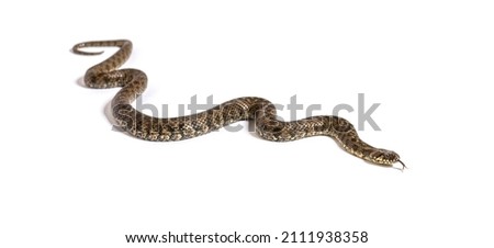 Viperine water snake, Natrix maura, nonvenomous and Semiaquatic snake, Isolated on white