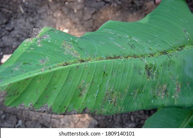 123 Cucumber mosaic virus Images, Stock Photos & Vectors | Shutterstock