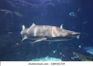 77 Aquarium Virginia Images, Stock Photos & Vectors | Shutterstock