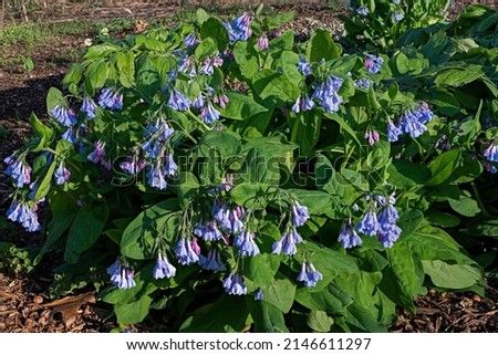 Virginia bluebells lining a shaded woodland path in early morning sun. They have rounded and gray-green leaves. Flowers are borne on stems up to 24 in. 