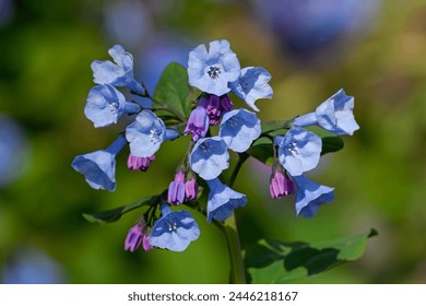 Virginia bluebells on a bright spring day with a blurred blue and green background. They have rounded and gray-green leaves. Flowers are borne on stems up to 24 in.  - Powered by Shutterstock