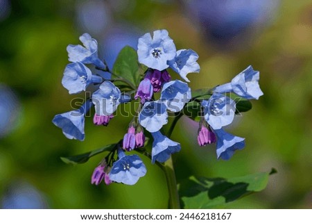 Virginia bluebells on a bright spring day with a blurred blue and green background. They have rounded and gray-green leaves. Flowers are borne on stems up to 24 in. 