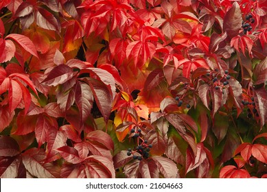 Virginia Creeper