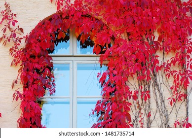 228 Creeper around windows Images, Stock Photos & Vectors | Shutterstock