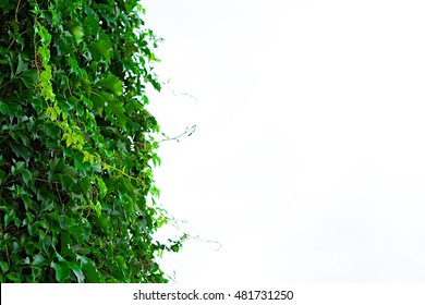 Virginia creeper in the garden, climbing plant, green ivy leaves, wild vine
