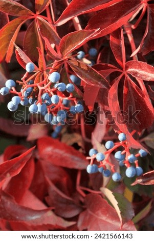 Virginia creeper plant with berries 