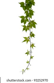 Virginia Creeper Twig Isolated