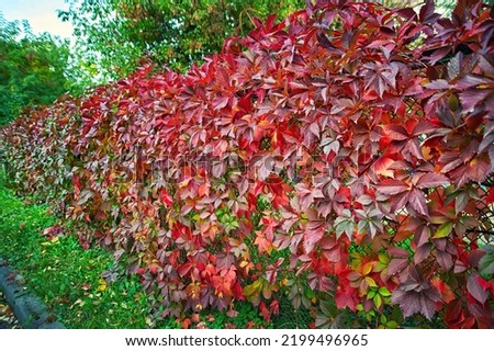 Virginia creeper vines on fence, selective focus. Parthenocissus quinquefolia growing up, autumn colors. Climbing plants grow on fence. Various color of vine leaves in autumn season