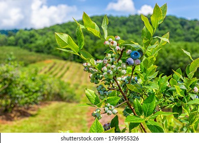 Virginia Farm Land With Rolling Hills At Blue Ridge Mountains In Summer With Idyllic Rural Landscape Countryside And Blueberry Rows For Picking In Foreground Hanging Fruit