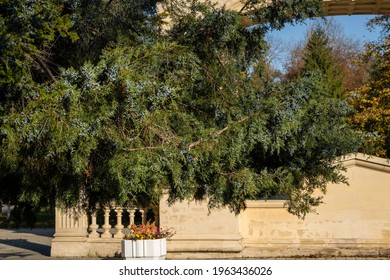 Virginia Hetz juniper, oriental red cedar or pencil cedar in alley in landscape park in foothills of Caucasus. Juniper branches with ripe blue berries on blurred background. Selective focus. Close-