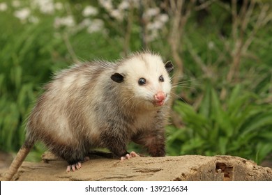 Virginia Opossum 